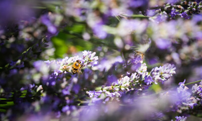Close-upof a Honey Bee gathering nectar and spreading pollen on violet flowers of lavender.