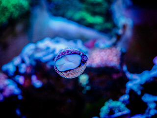 trochus snail eating algae on the glass of an reef aquarium