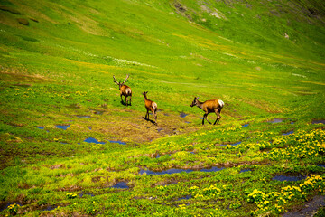 Wild deers running at alpine meadows at Caucasus mountains.