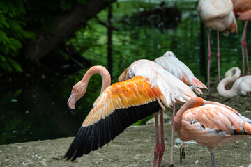 The American flamingo, Phoenicopterus ruber is a large species of flamingo