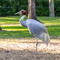 Sarus crane, Grus antigone also known as Indian sarus crane