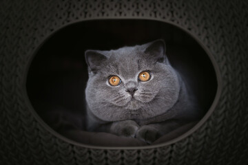 Britisch Kurzhaar Katze Kitten romantisch und edel