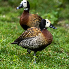 White-faced whistling duck, Dendrocygna viduata. Birds watching