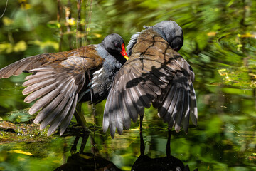 Common moorhen Gallinula chloropus also known as the waterhen or swamp chicken