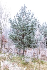 November dreamy frosty morning. Beautiful autumn misty cold. Fog and hoary frost. Icing. Frozen fog.