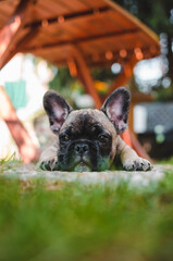 French bulldog, Czech Republic