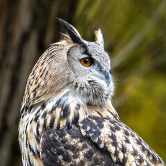 Eurasian Eagle Owl, Bubo bubo in a german nature park