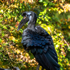 Abyssinian northern Ground Hornbill, Bucorvus abyssinicus strange bird