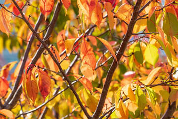 透過する光で美しく輝く黄色い葉