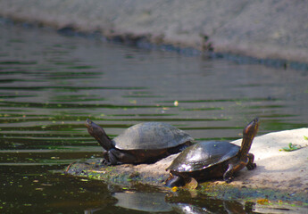 Totrugas cuello largo laguna