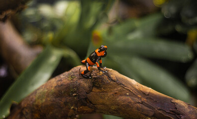 rana venenosa del amazonas verde naranja negro jungla selva 