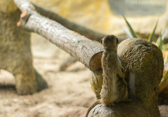 sariguella africa sabana