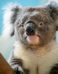 Cute furry koala bear close up portrait