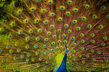 Fototapeta premium pavo real colorido plumaje abierto 