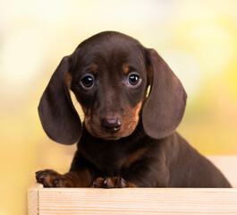 dog dachshund brovn and tan color portrait