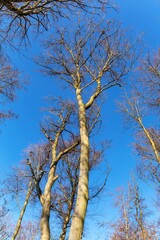 European beech forest in Czech Republic. Grey tree trunk against the blue sky. Tree crown silhouette.