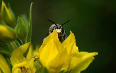 Pollination, Bee on a yellow flower, macro insect, natural yellow scenery, pollen, garden scene, wild life, honey