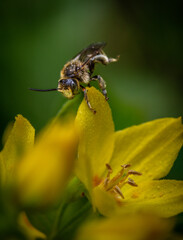 Bee on a yellow flower, macro insect, natural yellow scenery, pollen, garden scene, wild life, honey