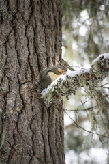 squirrel on a snow pine tree 