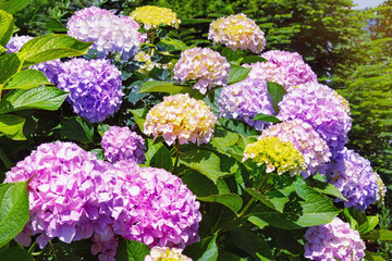 Summer flowers. Multicolored  flowers of hydrangea  (  Hydrangea macrophylla ) in garden on sunny...