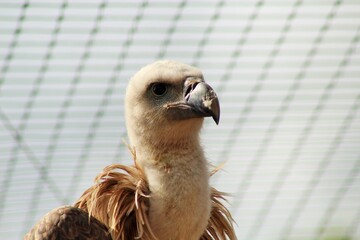close up of an eagle 