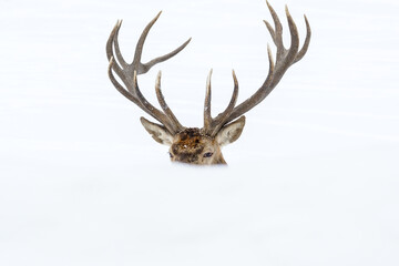 An adult male elk hides behind a snow bank in the Canadian winter.