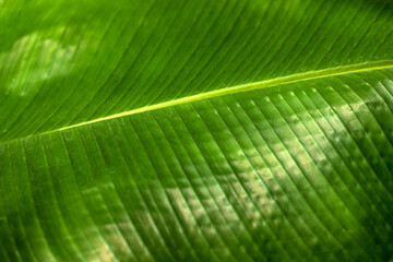 Close-up of musa acuminata colla leaf species of banana