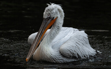 pelican, bird, wasser, weiß, natur, wild lebende tiere, schnabel