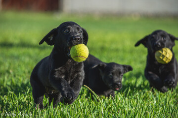 puppy playing with ball