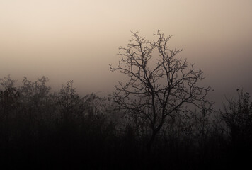 Landscape in the morning fog