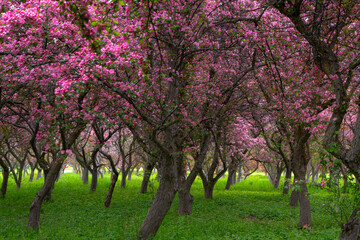 Fototapeta premium Flowers blossom on a grove of trees in spring