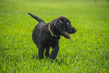 Playing retrievers