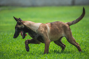 Malinois puppy