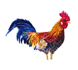 Gallo colorato isolato su sfondo bianco