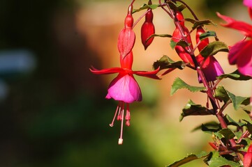 Fuchsia flower and buds on a branch with soft focus natural background