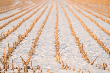 A field of rows of corn is lit by the sunrise