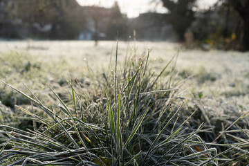 Freezed grass with hoarfrost in foreground of a field. Rural scene in background.