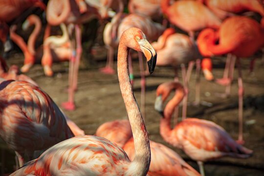 Close-up Of Flamingo Birds In Lake