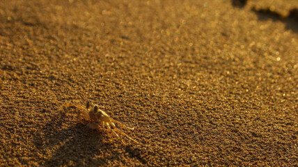 Crab at the Beach, Cape Range National Park, Exmouth, Western Australia