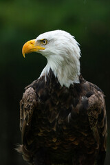 Side profile of a mature bald eagle
