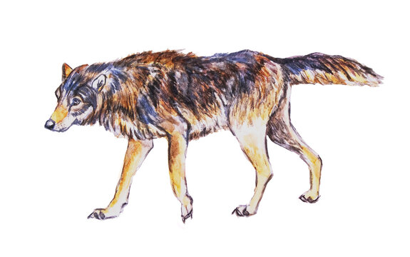 Ritratto di lupo, illustrazione isolata su sfondo bianco