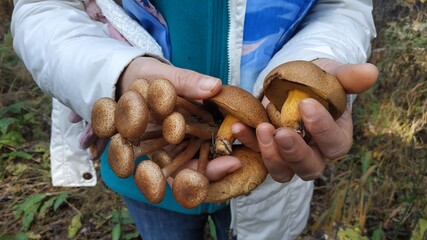 mushrooms in the hands