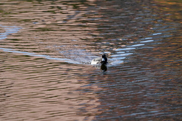 duck in pond