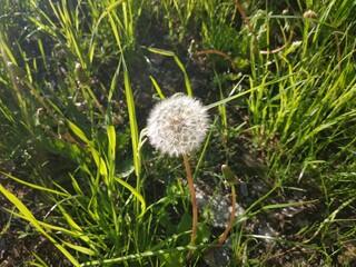 dandelion in the grass © Caio