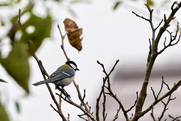 japanese tit in winter