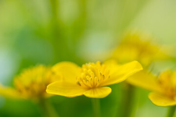 エゾノリュウキンカ