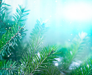 blurred Christmas background with branch of blue and green spruce. Copy space for text