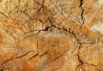 Texture of an old cracked tree stump