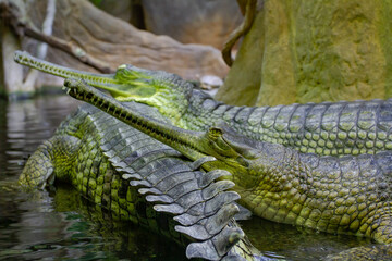 .group of wild adult green gavials in the water in the lake in the park in nature during the day