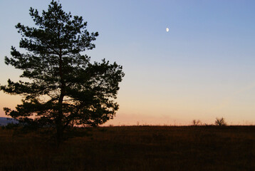 silhouette of a tree at sunset with the moon